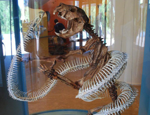 2. Trăn Úc - Wonambi naracoortensis sống trong kỷ nguyên Pliocene tại Úc. Loài trăn khổng lồ này dài tới 4,5m nhưng lại thiếu đi sự linh hoạt đặc trưng của chiếc hàm rắn hiện nay. Các loài rắn có khớp xương hàm linh động để có thể nuốt trọn con mồi có kích thước lớn hơn., trong khi ở thằn lằn thì không thể. Với đặc điểm trung gian giữa trăn rắn và thằn lằn, loài trăn Úc Wonambi không thể thích nghi và đã tuyệt chủng cách đây 40.000 năm.