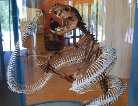 2. Trăn Úc - Wonambi naracoortensis sống trong kỷ nguyên Pliocene tại Úc. Loài trăn khổng lồ này dài tới 4,5m nhưng lại thiếu đi sự linh hoạt đặc trưng của chiếc hàm rắn hiện nay. Các loài rắn có khớp xương hàm linh động để có thể nuốt trọn con mồi có kích thước lớn hơn., trong khi ở thằn lằn thì không thể. Với đặc điểm trung gian giữa trăn rắn và thằn lằn, loài trăn Úc Wonambi không thể thích nghi và đã tuyệt chủng cách đây 40.000 năm.