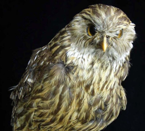 4. Cú cười Sceloglaux Albifacies. Cú cười Albifacies Sceloglaux có nguồn gốc từ New Zealand trở nên quý hiếm giữa những năm 1800. Tiếng hót của loài cú này phát ra giống tiếng cười khúc khích của người điên, thậm chí có khi lại giống tiếng chó sủa. Đã có thời gian, chúng được nuôi như thú cưng bởi các tù nhân trong trại giam nhưng lại bị cấm đẻ trứng vì số lượng quá đông. Loài cú này cuối cùng bị tuyệt chủng bởi người bản xứ thả nhiều loài động vật ăn thịt làm thay đổi môi trường sống của chúng.