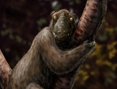 1. Vượn cáo Kaola - Megaladapis edwarsi. Mặc dù chúng không được đặt tên cho đến năm 1894, nhưng vượn cáo Kaola đã tồn tại lâu từ cuối thời đại Pliocen đến kỳ Holocene. Các nhà khoa học tin rằng chúng có thể là quan hệ mật thiết đến các loài vượn cáo hiện đại. Con người đã tới Madagascar từ 2000 năm trước. Kể từ đó 17 loài vượn cáo đã tuyệt chủng mà nguyên nhân vì kích thước của chúng.