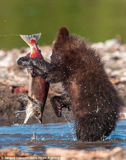 "Gấu là loài động vật rất mạnh mẽ và chúng thường giành chiến thắng trong mọi cuộc chiến", Ivanov cho biết thêm.