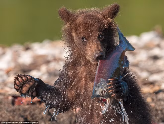 Chiến lợi phẩm của các chú gấu.