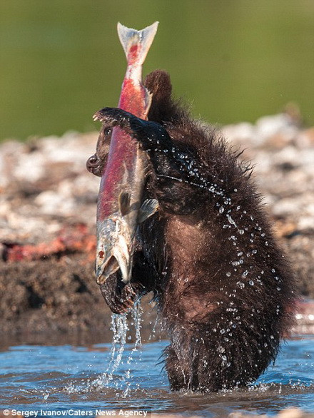 "Các hồ và sông ở khu vực này rất nhiều cá hồi và đó là lý do vì sao những con gấu trông rất khỏe mạnh. Những con gấu thậm chí ngủ rất ít vào mùa đông để kiếm được nhiều thức ăn hơn", Ivanov cho hay.