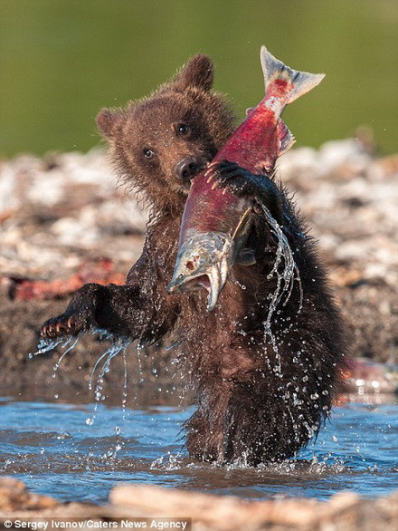 "Tôi đã cười phá lên khi thấy những chú gấu con bắt cá", Ivanov chia sẻ.
