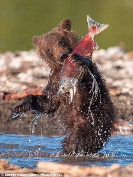 "Tôi đã cười phá lên khi thấy những chú gấu con bắt cá", Ivanov chia sẻ.