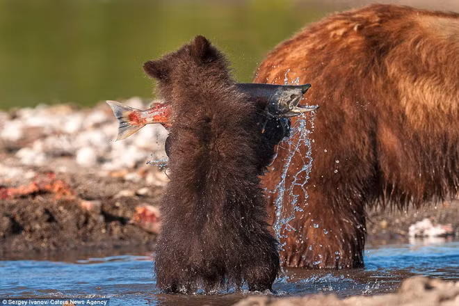 Những chú cá hồi to gần bằng những chú gấu con.