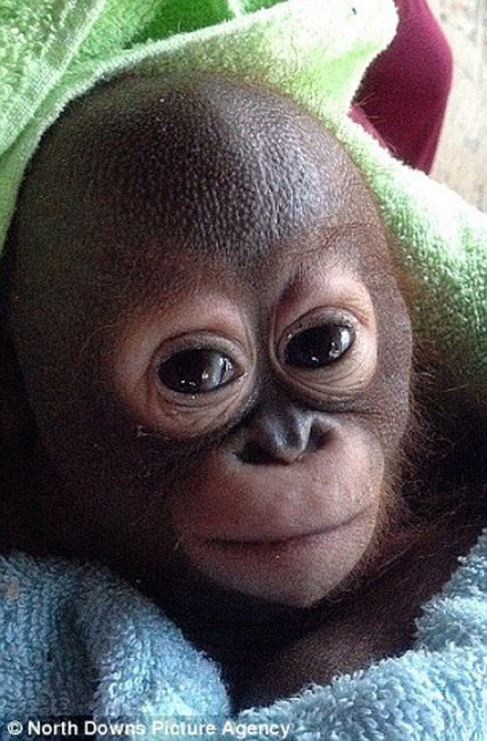 "Các bác sĩ đã phải khéo léo bấm nhẹ vào miệng để có thể đưa thức ăn vào miệng nó", Nelson cho biết thêm.