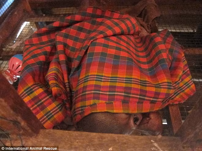 Budi sợ hãi khi thấy người lạ.