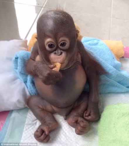 Budi hiếu động hơn.