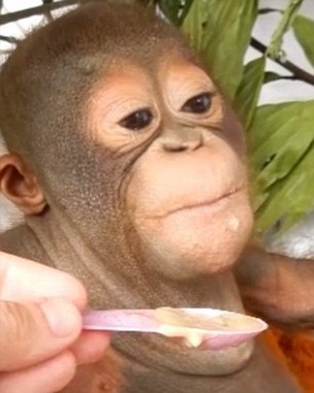 Việc bị nhốt trong chuồng gà khiến Budi bị suy dinh dưỡng nặng, chân tay bị sưng và cong.