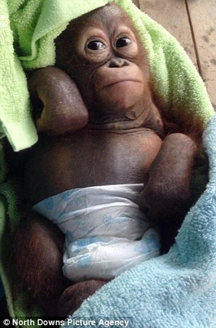 Sức khỏe của Budi hiện đã ổn định hơn.