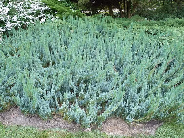 Tuy nhiên, lá của loài cây này sẽ trở nên mềm hơn theo thời gian.