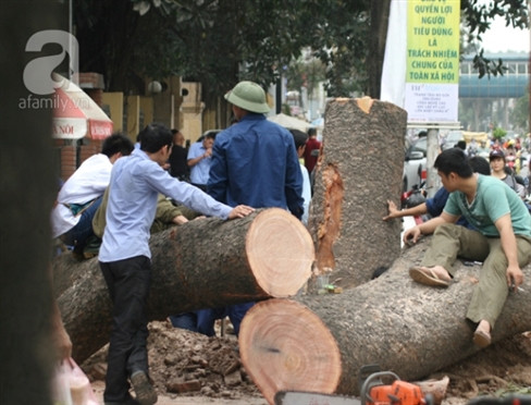 Cùng ngắm lại những bức ảnh về vụ chặt cây xanh ở Hà Nội những ngày qua.