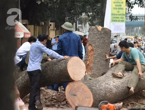 Cùng ngắm lại những bức ảnh về vụ chặt cây xanh ở Hà Nội những ngày qua.