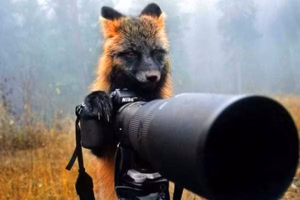 Quan sát trước khi ngắm máy.