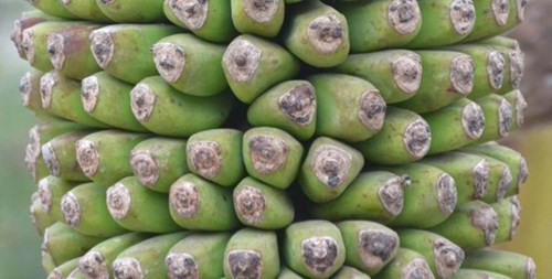 Quả chuối chỉ to bằng ngón tay cái.