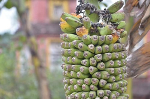 Tuy nhiên, từ khi trổ buồng, cây chuối cứ thế ra hàng trăm nải dài cả mét mà không dừng lại.