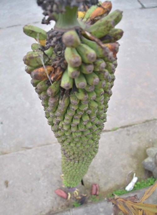 Các nải chuối xếp sát nhau. 