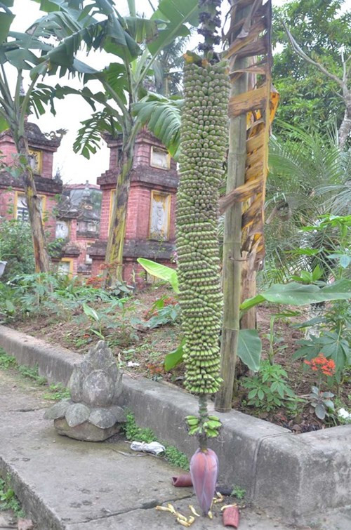 Hiện tại do buồng chuối quá dài chạm đất nên nhà chùa phải dùng cây tre để chống lên.