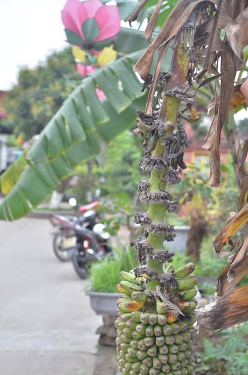 Phía buồng chuối gần thân cây đã chín.