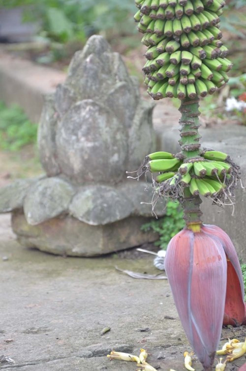 Theo quan sát, cây chuối đã khô hết lá nhưng buồng chuối vẫn tiếp tục ra nải với cả nghìn quả nhỏ bằng ngón tay cái.