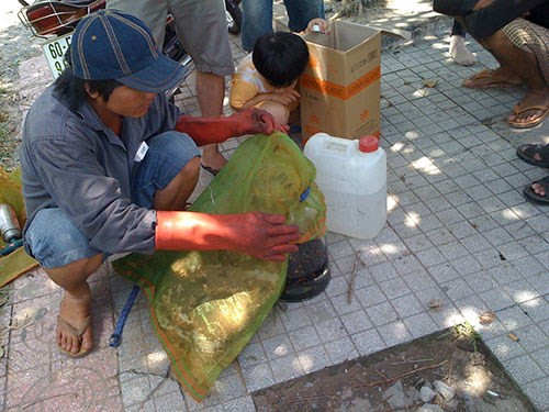 Đồ “bảo hộ” duy nhất của người thanh niên này khi mở túi lưới tiếp xúc hàng trăm “sát thủ” chỉ là... găng tay bằng cao su.
