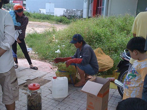Vài người đi đường lo lắng nếu chẳng may túi chứa ong vò vẽ bị bung ra giữa đường phố đông đúc thì chắc chắn sẽ có hàng chục người không chạy thoát khỏi mũi chích của loài ong nổi tiếng hung tợn và cực độc này.