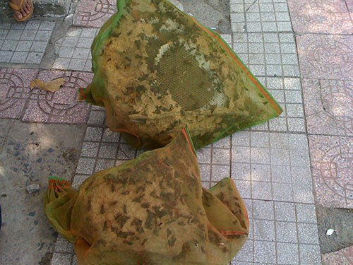 Có người đi đường phải “rùng mình” khi nhìn tận mắt nhìn thấy hàng trăm con ong “sát thủ” nằm chình ình bên vỉa hè.