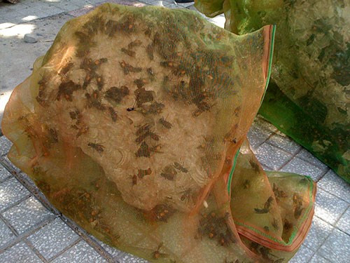 Một tổ ong chứa chi chít hàng trăm ong “sát thủ”. Theo lời người bán, nguồn ong được bắt trong môi trường tự nhiên rừng núi ở Châu Đốc (An Giang) và các tỉnh miền Tây giáp biên giới Campuchia.