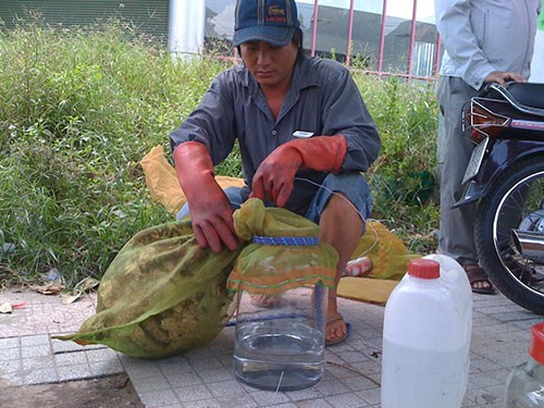 Việc buôn bán ong rừng không bị cấm nhưng mang ong vò vẽ “sơ chế” công khai giữa đường phố như thế này có thể sẽ gây 1 hậu quả khó lường...