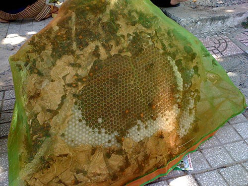 Giá 1 tổ ong vò vẽ rừng được người bán “hét” mức từ 900.000- 1.500.000 đồng/1 tổ, bao luôn việc sơ chế ong độc tại chỗ bán. 