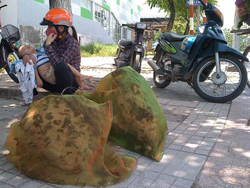 Chỉ cần từ 1-2 mũi chích của ong vò vẽ có thể khiến cơ thể người suy gan, suy thận dẫn tới tử vong nếu không cấp cứu kịp thời.