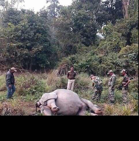 Vườn quốc gia Ấn Độ liên tục bị những kẻ săn bắn trái phép quấy nhiễu. Hồi đầu tuần trước, 2 tên đã bị giết khi đang cố gắng tìm kiếm những động vật cần được bảo tồn tại Kaziranga. Nhóm này gồm có 5,6 người. Tuy nhiên, những tên còn lại đã trốn thoát và có thể chúng đã trở lại để giết con tê giác một sừng tội nghiệp trên.