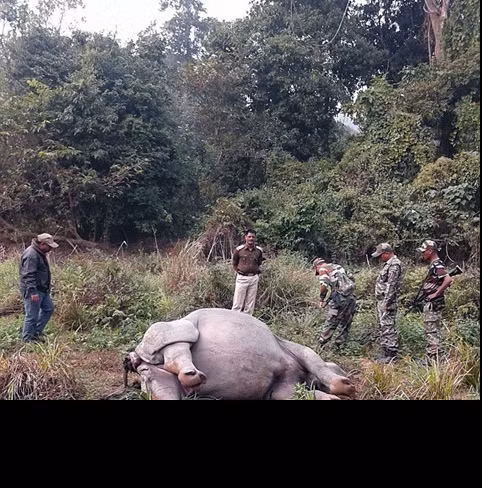 Vườn quốc gia Ấn Độ liên tục bị những kẻ săn bắn trái phép quấy nhiễu. Hồi đầu tuần trước, 2 tên đã bị giết khi đang cố gắng tìm kiếm những động vật cần được bảo tồn tại Kaziranga. Nhóm này gồm có 5,6 người. Tuy nhiên, những tên còn lại đã trốn thoát và có thể chúng đã trở lại để giết con tê giác một sừng tội nghiệp trên.