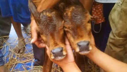 Do xo xem be con 2 dau o An Giang