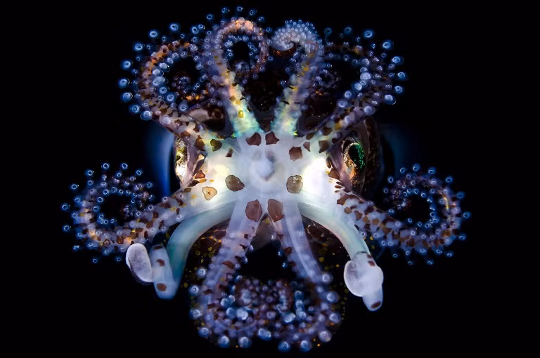 13. Giải khuyến khích: "Sự cân đối của mực ống". Mực ống Địa điểm: Anilao, Mabini, Batangas, Philippines.