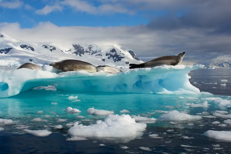 15. Giải nhất: "Hải cẩu trên băng trôi". Địa điểm: Nam Cực.