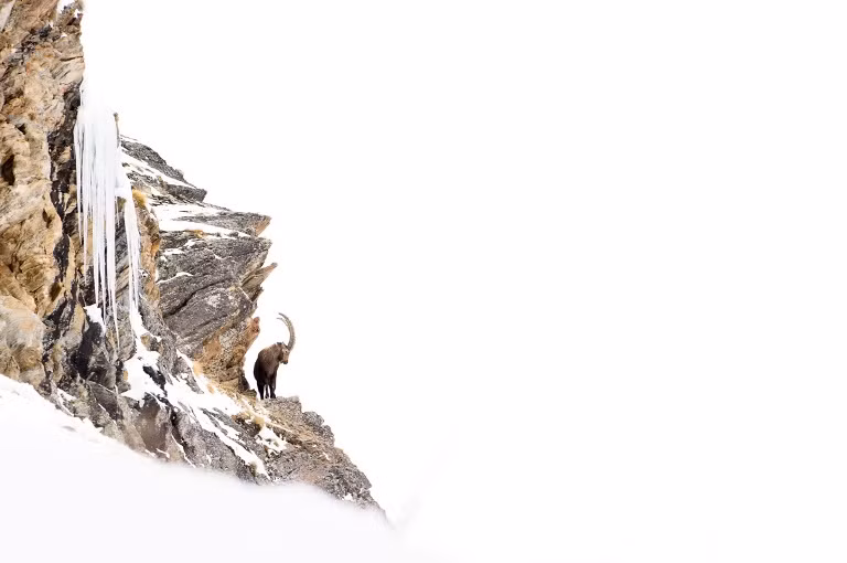 14. Giải nhất: "Vua của những đường cong". Dê núi. Địa điểm: Vườn Quốc gia Gran Paradiso, Valsavarenche, Italia.