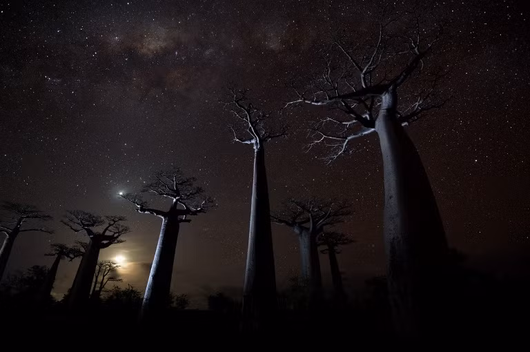 10. Giải khuyến khích: "Vươn tới những vì sao". Cây cẩm quỳ Grandidier. Địa điểm: Hẻm Baobab, Menabe, Madagascar.