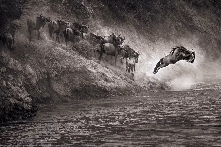 2. Giải khuyến khích: "Bước nhảy của đức tin". Linh dương đầu bò. Địa điểm: Vườn Quốc gia Maasai Mara, Kenya.