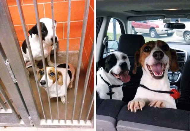 Trước và sau khi được giải thoát.