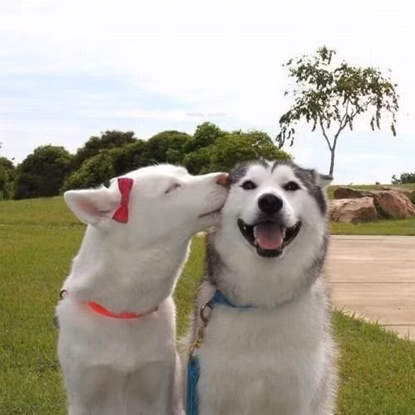 Cho thơm cái nào!