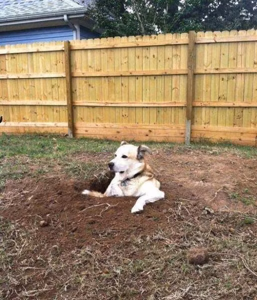 Nằm đất cho mát.