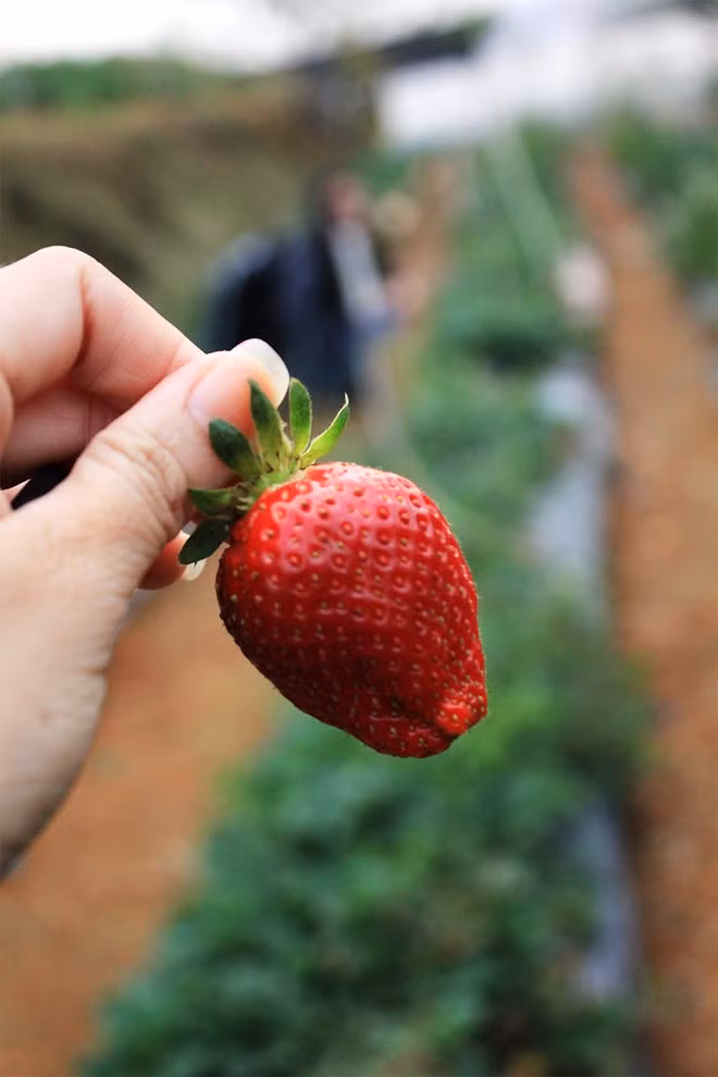 Dâu được trồng quanh năm và rộ nhất vào mùa xuân.Bạn sẽ được tự tay lựa chọn những quả dâu chín mọng, tươi ngon nhất. Bạn cũng có thể ăn thử mà không bị tính phí. Nên rửa sơ dâu tây qua nước muối, để ráo và để ngoài dùng dần trong vòng hai ngày để đạt vị thơm ngon nhất. Không nên để để vào tủ lạnh, vì dâu sẽ chua, mất ngon.