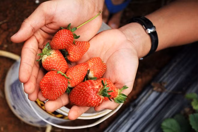 Hái dâu đang dần trở thành hoạt động ngày càng được các du khách yêu thích khi đến Đà Lạt.