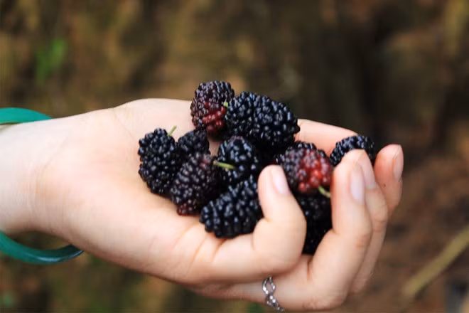 Quanh những khu vườn dâu tây còn có dâu tằm và quýt.