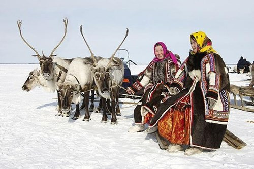 Những cỗ xe do tuần lộc kéo là phương tiện di chuyển chủ yếu của người Nenets. Nhờ những con tuần lộc mà họ có thể vượt qua những khoảng cách xa ở vùng cực Bắc. Ảnh: nord-espaces.com
