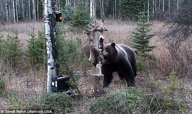 Con gấu đã kéo đổ cái bẫy và ăn miếng thịt một cách ngon lành.