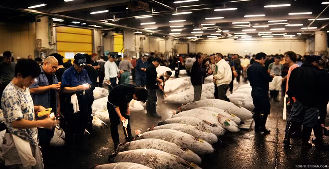 Thăm chợ cá Tsukiji: Nếu là người mê hải sản, bạn không thể bỏ qua chợ cá Tsukiji ở Tokyo. Tuy du khách gần như không thể tham gia buổi đấu giá cá ngừ lúc 5h30, bạn vẫn có thể thăm thú khu chợ nhộn nhịp này và thưởng thức món sushi Chirashi ở các quầy ăn gần đó. Ảnh: Rob-sheridan.com.