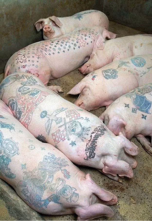 Lợn nhà người ta.